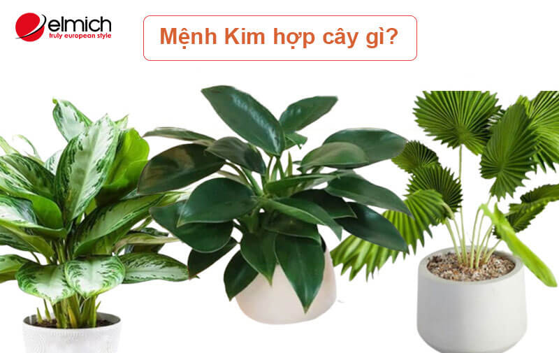 Tư vấn phong thủy: Người mệnh Kim hợp cây gì nhất?