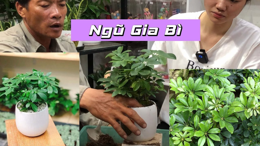 Người tuổi này rất hợp cây Ngũ Gia Bì: Chỉ cần 1 cây gia chủ vừa giàu vừa may