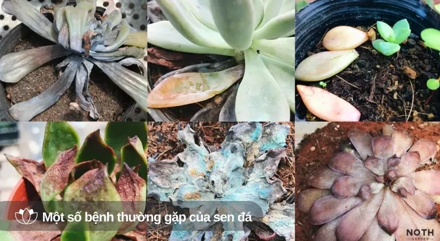 Cây sen đá: Ý nghĩa phong thủy, giá thành và cách chăm sóc