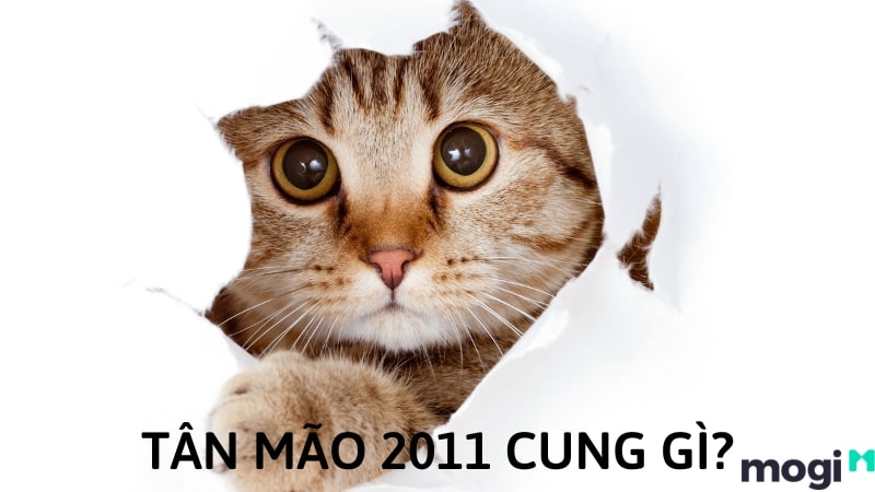 Sinh Năm 2011 Mệnh Gì? Tân Mão 2011 Hợp Với Tuổi Nào? Màu Nào?