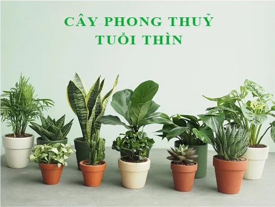 Tuổi Thìn hợp với tuổi nào trong hôn nhân, làm ăn, mở hàng?