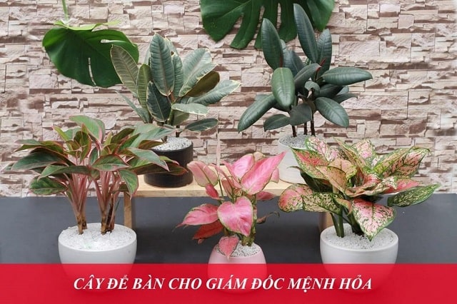 15+ Cây Để Bàn Làm Việc Hợp Mệnh Hỏa Hút Tài Lộc, May Mắn