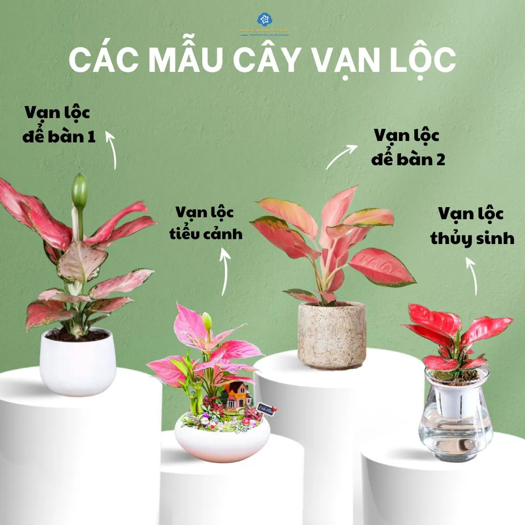 Cây vạn lộc: Đặc điểm, ý nghĩa, công dụng và cách trồng