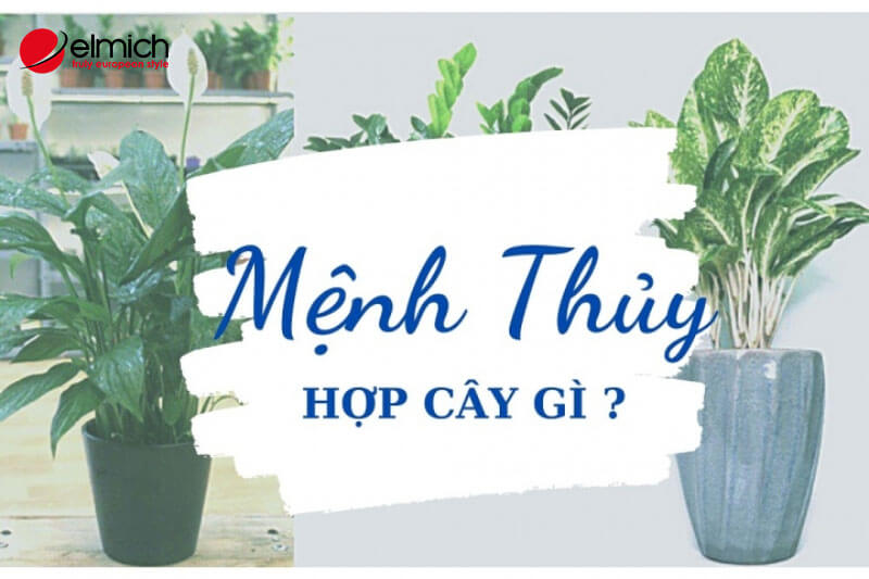 Mệnh Thuỷ hợp cây gì thì thu hút tài lộc, tránh cây gì để loại bỏ vận xui!