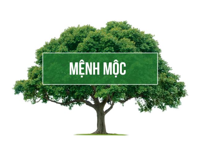 Mệnh Mộc Sinh Năm Bao Nhiêu? Giải Mã Phong Thuỷ Về Mệnh Mộc