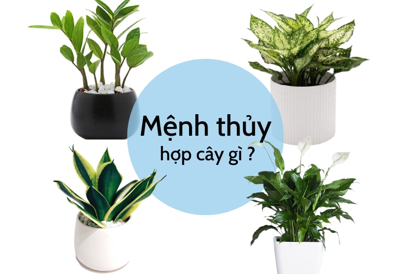 Mệnh Thủy hợp cây gì nhất? 13 cây để bàn làm việc hợp mệnh Thủy cho tài lộc