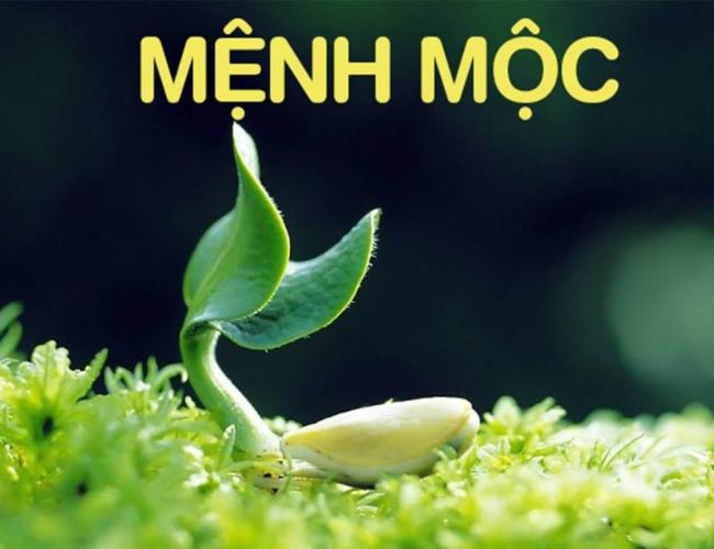 Mệnh Mộc Sinh Năm Bao Nhiêu? Giải Mã Phong Thuỷ Về Mệnh Mộc