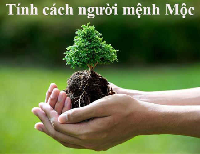 Mệnh Mộc Sinh Năm Bao Nhiêu? Giải Mã Phong Thuỷ Về Mệnh Mộc