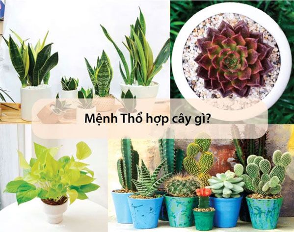 Mệnh Thổ hợp cây gì? 30 Loại cây phong thủy mệnh Thổ thu hút tài lộc