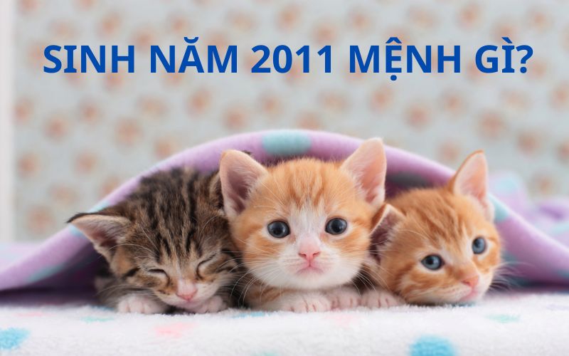 Giải Mã Tử Vi Sinh Năm 2011 Mệnh Gì? Hợp Với Tuổi Nào?