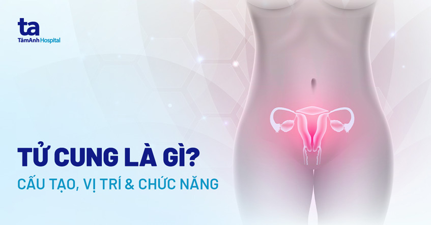 Tử cung là gì? Cấu tạo, vị trí, chức năng, kích cỡ