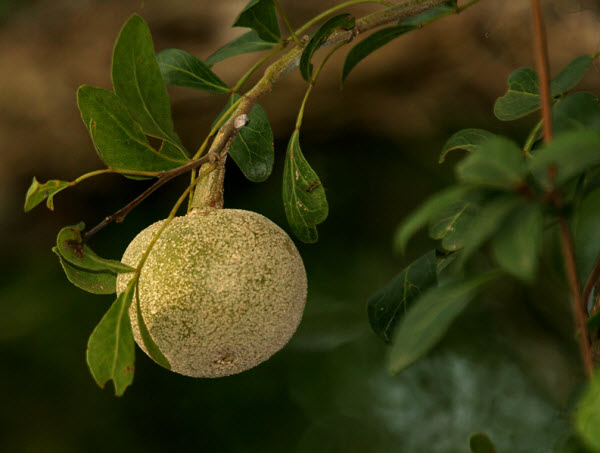 Ý nghĩa phong thủy cây cần thăng