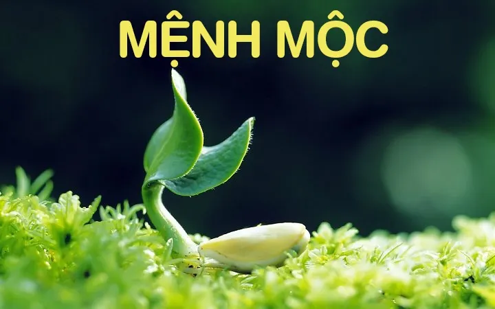 Người Mệnh Mộc Hợp Màu Gì Nhất? Phối Đồ Cho Người Mạng Mộc