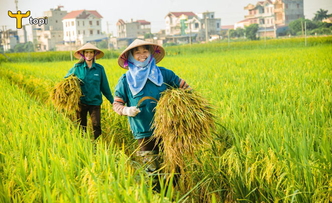 TOP 5 mã cổ phiếu ngành gạo tiềm năng nhất hiện nay