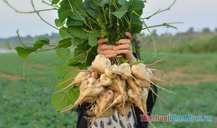 Nếu có 1M, 1 Chai, và 1 Củ trong túi của bạn, bạn sẽ có bao nhiêu tiền?