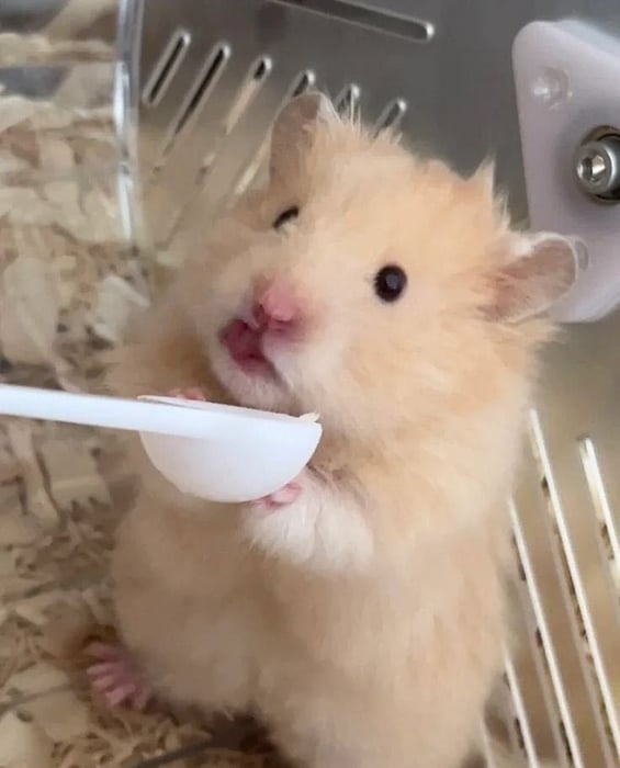 Bộ sưu tập meme chuột Hamster vui nhộn, dễ thương