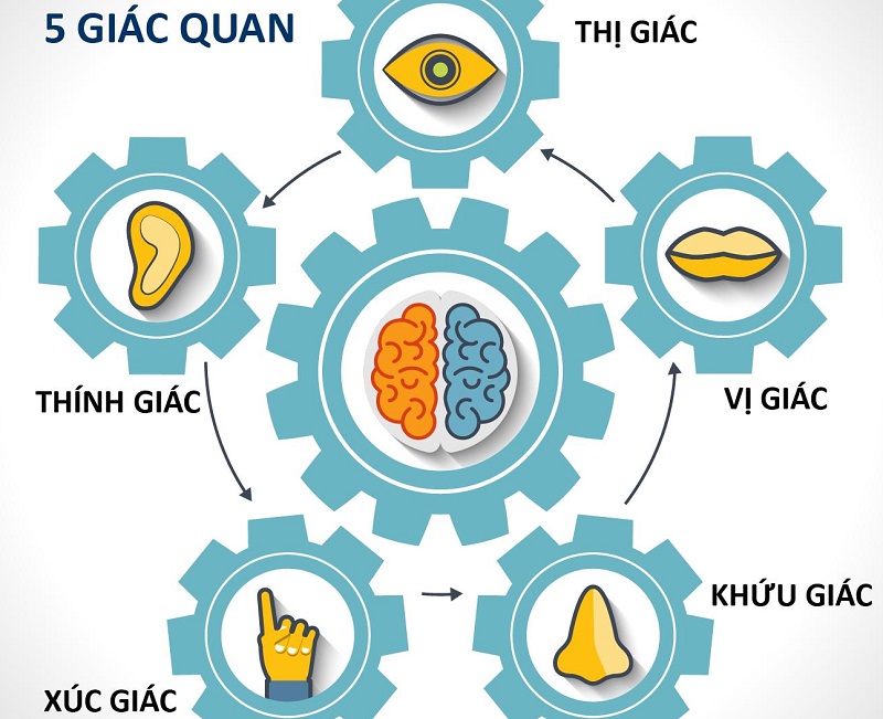 Con người có bao nhiêu giác quan? Các giác quan có chức năng gì?