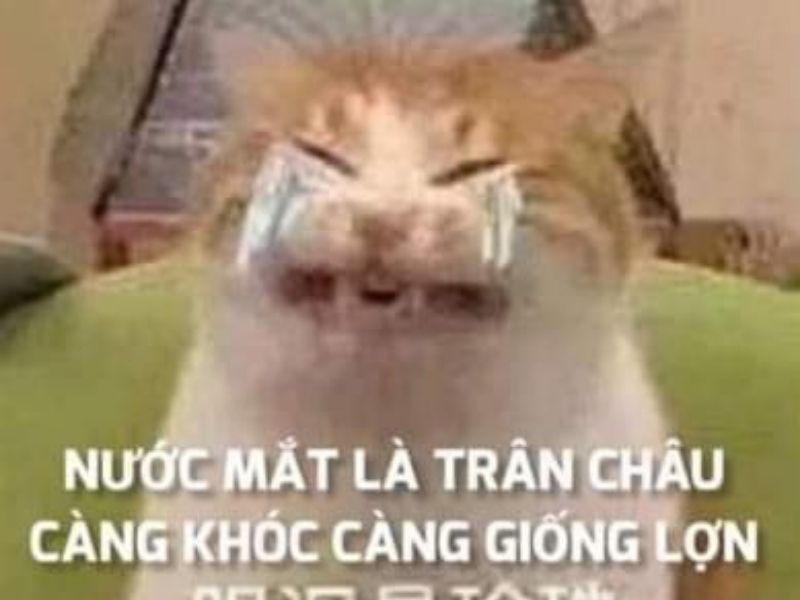 Top 50+ ảnh Meme mèo khóc hài hước, dễ thương, độc đáo