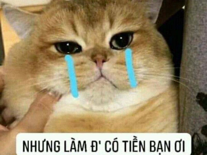 Top 50+ ảnh Meme mèo khóc hài hước, dễ thương, độc đáo